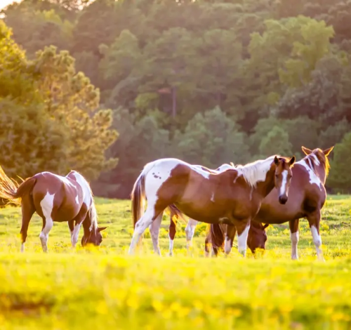 001102598b6a9f9ce48b955a78ff682eff30129d