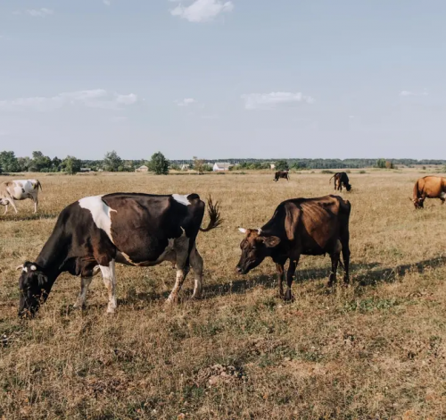 2a82cf470c0c2bd7eeccdf4fcd2744f3d4657e64